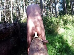 Ride A Log In The Woods